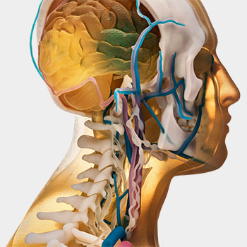 Impresión 3D Medicina - Modelos médicos - Anatomía general